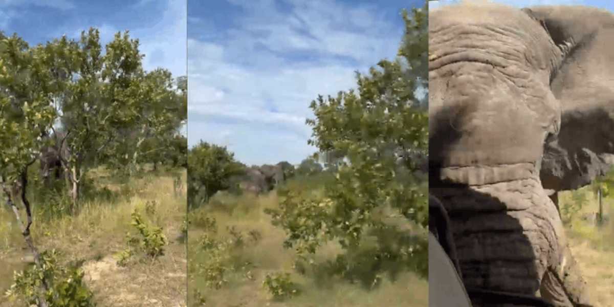 Tragedia en safari: Elefante embiste vehículo dejando una víctima mortal