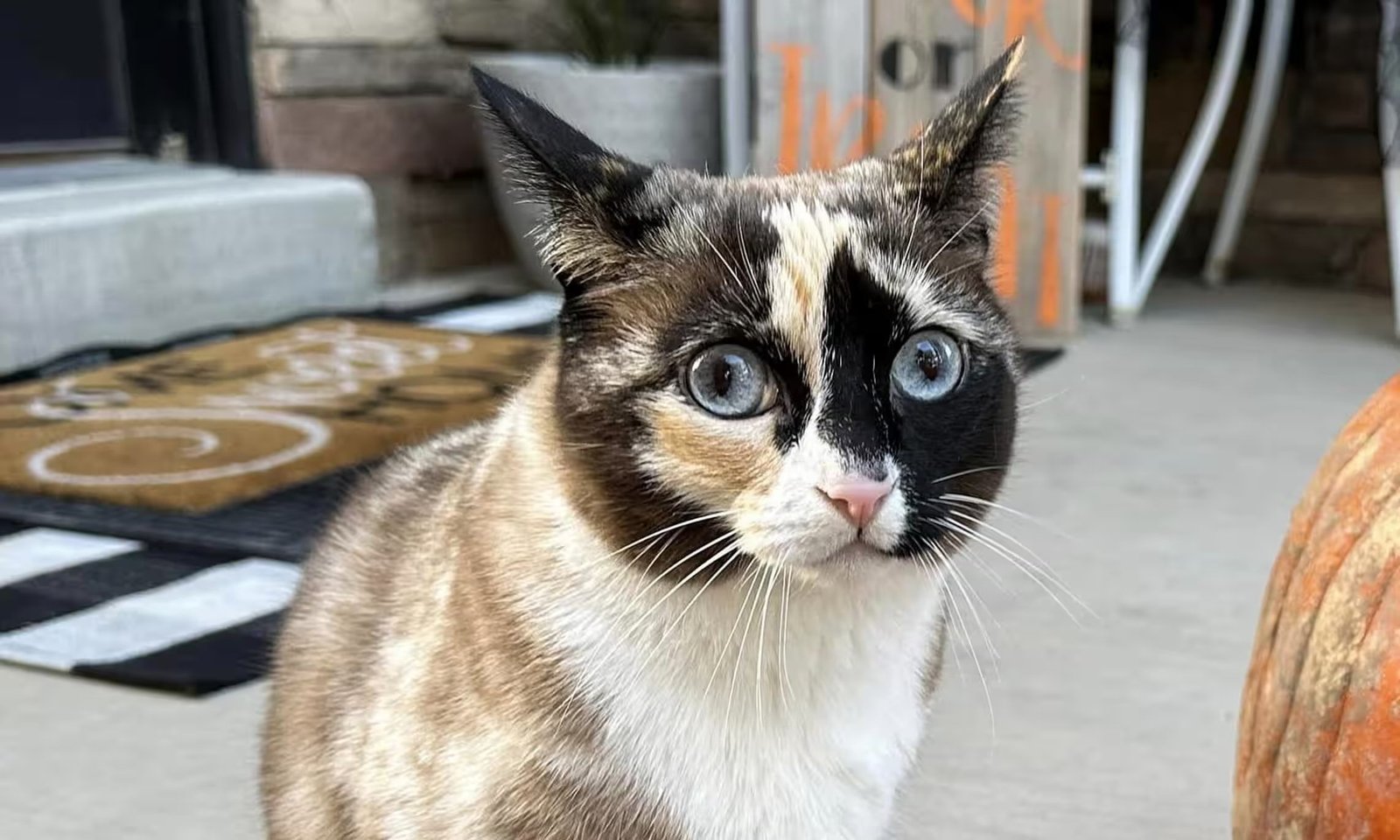 La travesía de Galena: De Utah a California, una gata se embarca en un inesperado viaje por correo
