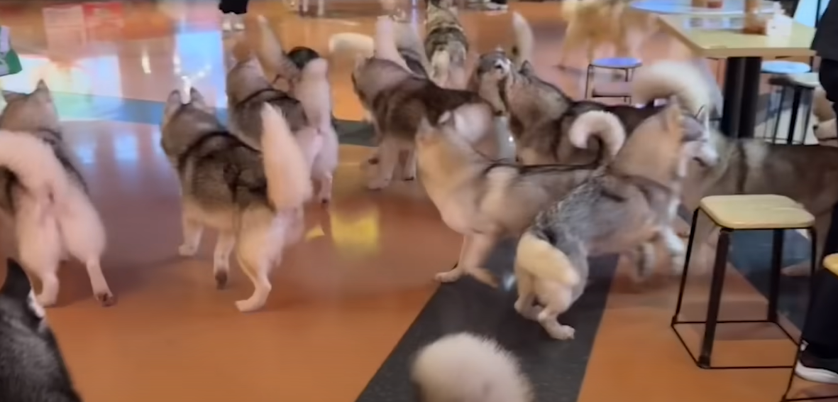 ¡Fuga peluda! Cien adorables Huskies sorprenden a visitantes en China