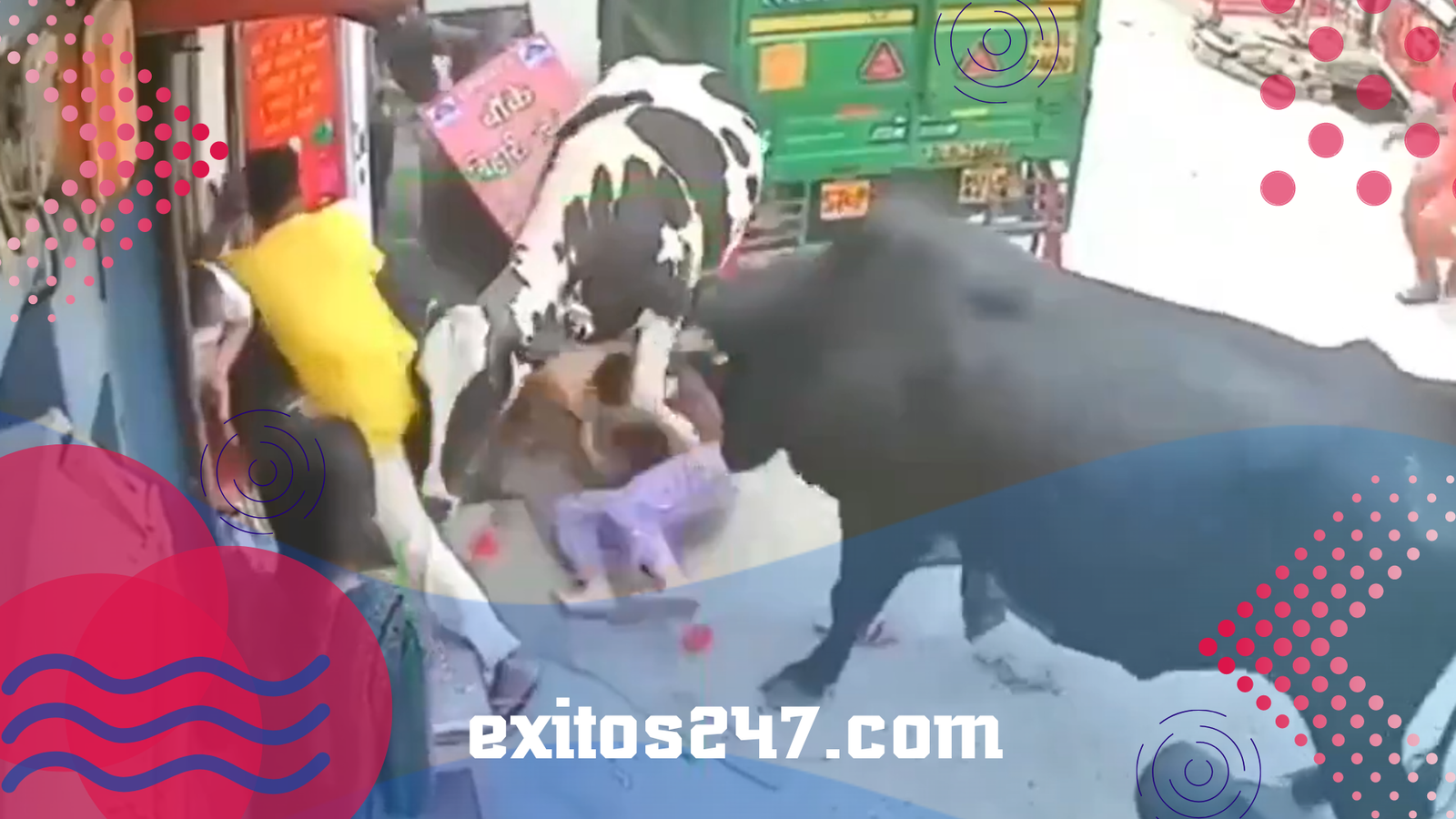 Vacas descontroladas embisten a tres jóvenes en plena calle