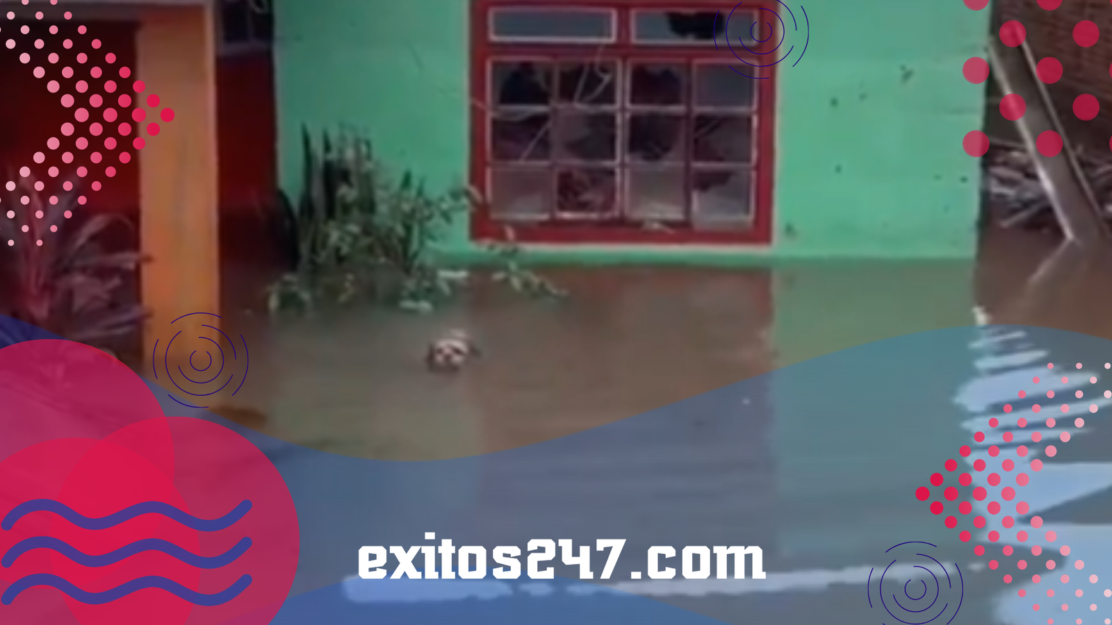 ¡Milagro en medio del desastre! Perrito sobrevive a inundaciones en Brasil