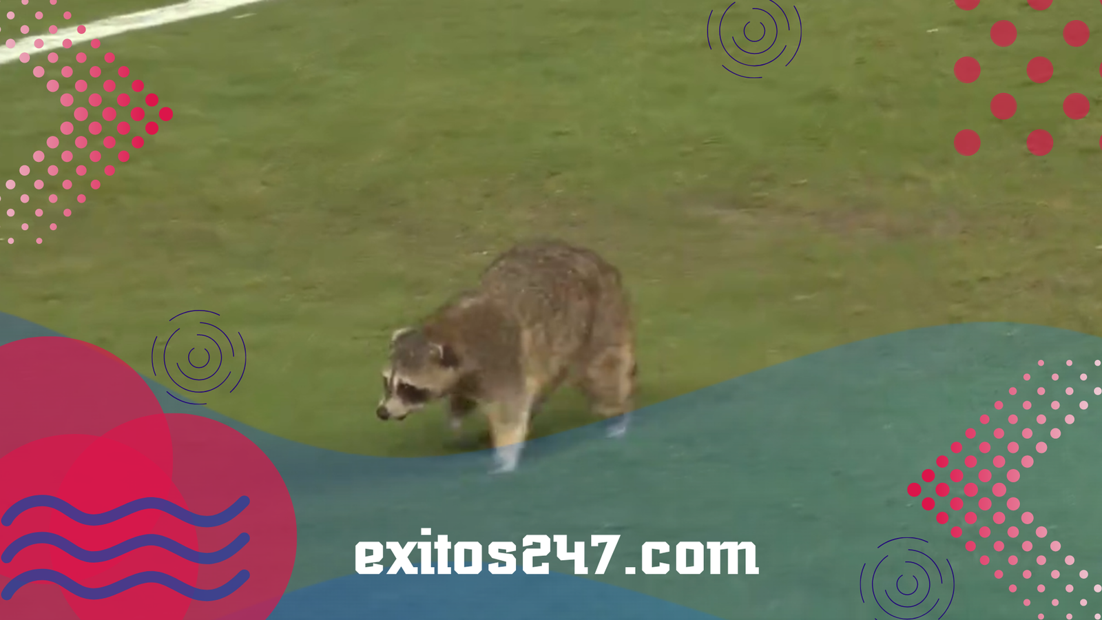 ¡Invasión peluda! Un mapache interrumpe partido de la MLS