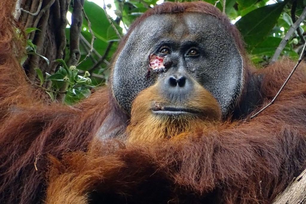¡Increíble! Orangután sorprende a científicos curando su herida con planta medicinal en Indonesia