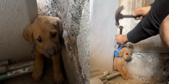 El video que derrite corazones: Joven rescata a cachorro en situación desesperada